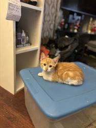 Lost Male Cat last seen Addison Road, Chattanooga, TN 37406