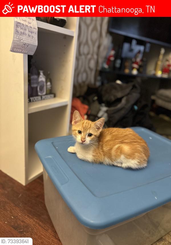 Lost Male Cat last seen Addison Road, Chattanooga, TN 37406