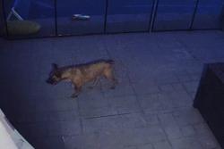 Found/Stray Unknown Dog last seen Quail Creek Park, Oklahoma City, OK 73120