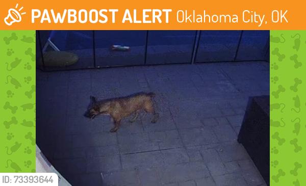 Found/Stray Unknown Dog last seen Quail Creek Park, Oklahoma City, OK 73120