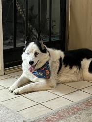 Reunited Unknown Dog last seen Mr View and Hinckley, Loma Linda, CA 92354