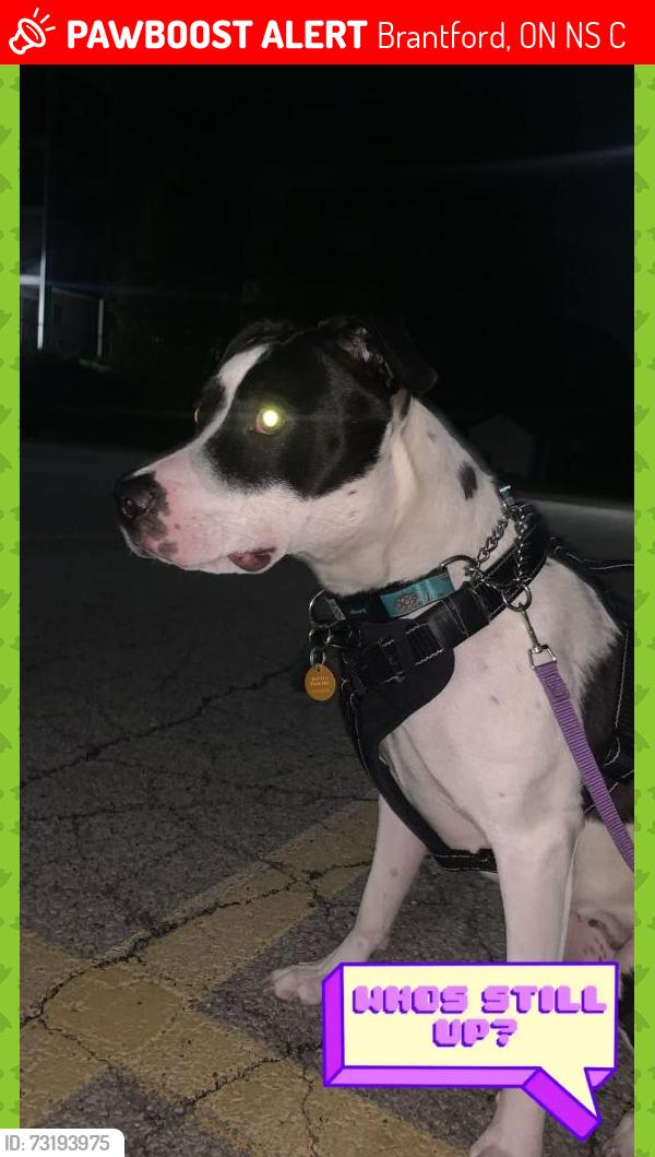 Lost Female Dog last seen Brantford Ontario, Brantford, ON N3S 3C1