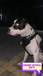 Lost Female Dog last seen Brantford Ontario, Brantford, ON N3S 3C1