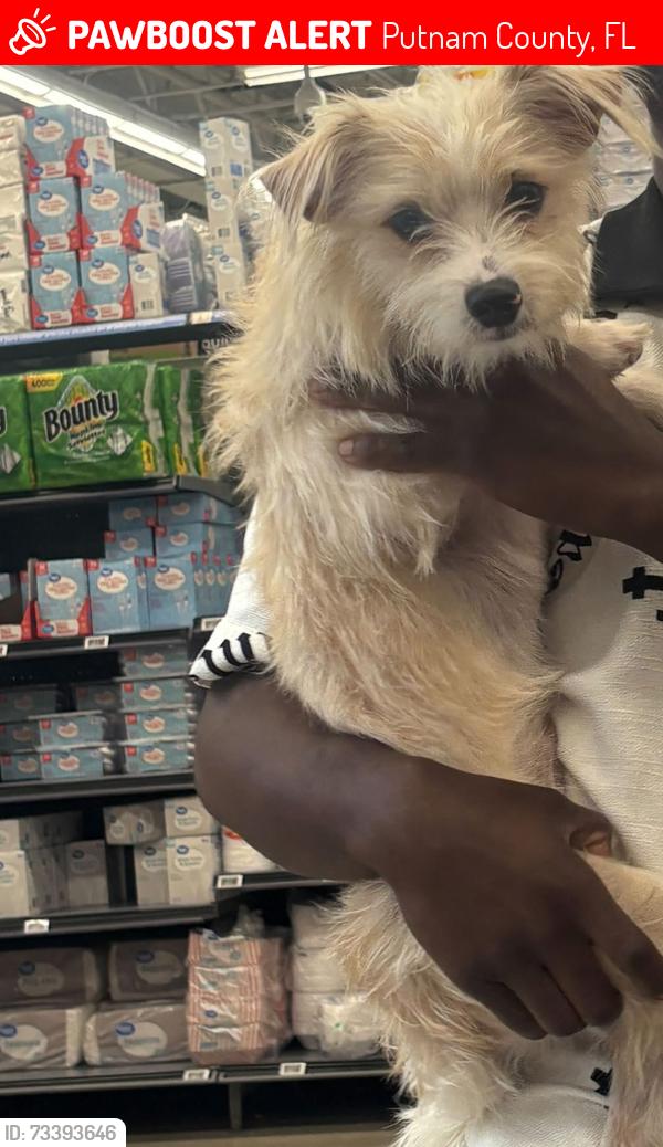Lost Male Dog last seen Camp rd SR19, Putnam County, FL 32177