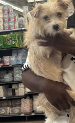 Lost Male Dog last seen Camp rd SR19, Putnam County, FL 32177