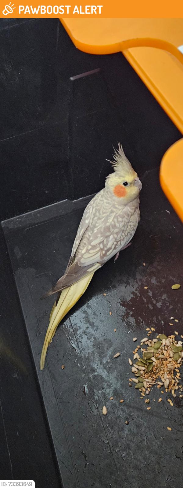 Found/Stray Unknown Bird last seen Sky Studios Borehamwood, Hertfordshire, England WD6 1FX