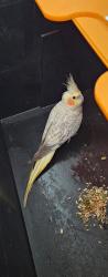 Found/Stray Unknown Bird last seen Sky Studios Borehamwood, Hertfordshire, England WD6 1FX