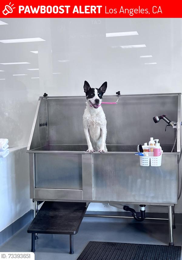 Lost Male Dog last seen King and Arlington Ave, Los Angeles, CA 90062
