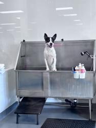 Lost Male Dog last seen King and Arlington Ave, Los Angeles, CA 90062