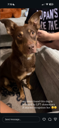Found/Stray Female Dog last seen Lauderhill area, Broward County, FL 33323