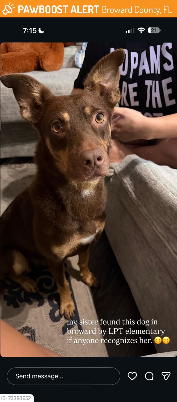 Found/Stray Female Dog last seen Lauderhill area, Broward County, FL 33323