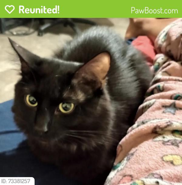 Reunited Male Cat last seen Randall and merrill, Fontana, CA 92335