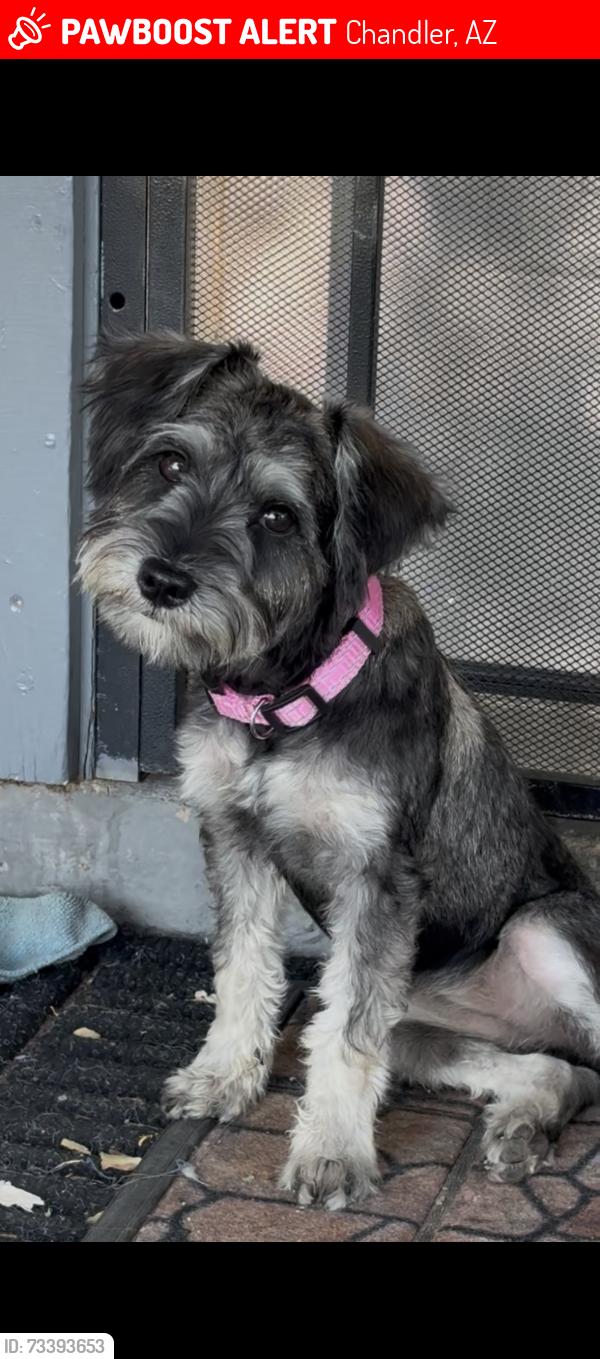 Lost Female Dog last seen Pecos rd and Arizona ave, Chandler, AZ 85225