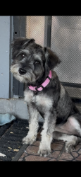 Lost Female Dog last seen Pecos rd and Arizona ave, Chandler, AZ 85225