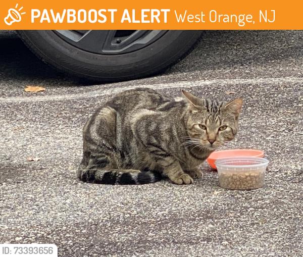 Found/Stray Male Cat last seen Parking lot of Mclellan Terrace West, West Orange, NJ 07052