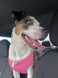 Found/Stray Female Dog last seen commerical blvd and nw 68th terrace, Tamarac, FL 33319