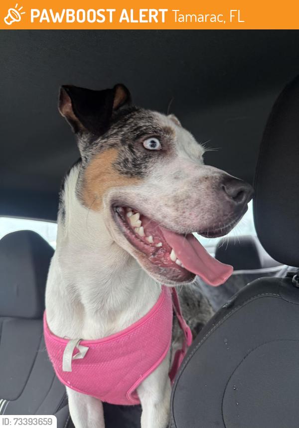 Found/Stray Female Dog last seen commerical blvd and nw 68th terrace, Tamarac, FL 33319