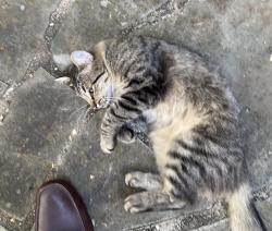 Found/Stray Female Cat last seen Lamar Blvd and Stonebrook Dr, Arlington, TX 76012