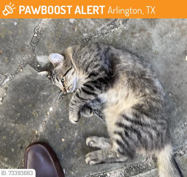 Found/Stray Female Cat last seen Lamar Blvd and Stonebrook Dr, Arlington, TX 76012