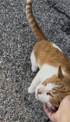 Found/Stray Male Cat last seen N 13th Ave & Albany Street, Beech Grove, IN 46107
