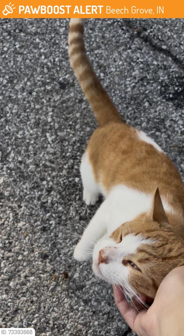 Found/Stray Male Cat last seen N 13th Ave & Albany Street, Beech Grove, IN 46107