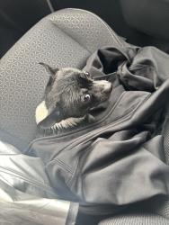 Found/Stray Male Dog last seen Power and Broadway, Mesa, AZ 85206