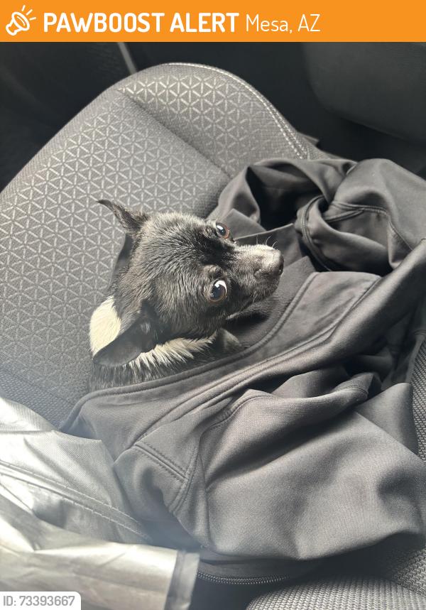 Found/Stray Male Dog last seen Power and Broadway, Mesa, AZ 85206