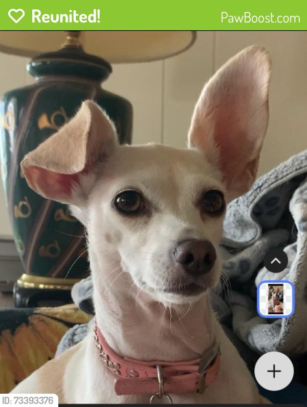 Reunited Female Dog last seen Mountain Shadows Mobile Home Park, Highland, CA 92346