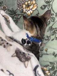 Reunited Male Cat last seen Lamberton st, new jersey, Trenton, NJ 08611