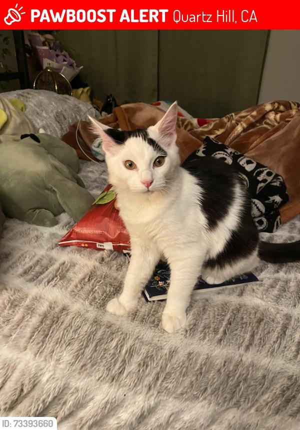 Lost Male Cat last seen 50th st w and w avenue n where best barbers shop, Pizza Hut, and Walgreens is, Quartz Hill, CA 93536