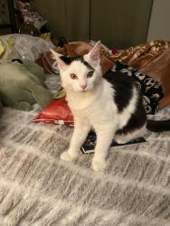 Lost Male Cat last seen 50th st w and w avenue n where best barbers shop, Pizza Hut, and Walgreens is, Quartz Hill, CA 93536