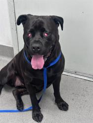 Shelter Stray Female Dog last seen MLK X BLUE HERON EAST, 1419 Bryant St, San Francisco, CA 94103, USA