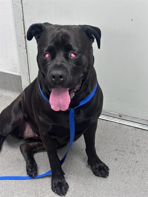 Shelter Stray Female Dog last seen MLK X BLUE HERON EAST, 1419 Bryant St, San Francisco, CA 94103, USA