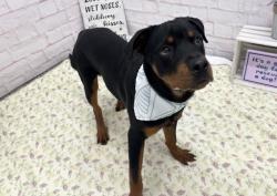 Shelter Stray Male Dog last seen Near BLOCK APPOLINE ST, DETROIT MI 48235, 7401 Chrysler Dr, Detroit, MI 48211, USA