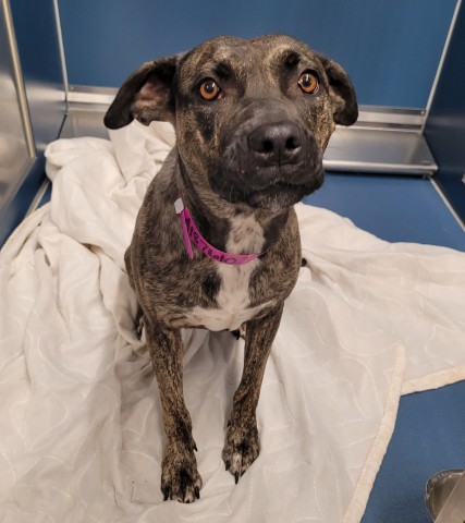 Shelter Stray Female Dog last seen Near BLOCK WYOMING ST, DETROIT, MI 48204, 7401 Chrysler Dr, Detroit, MI 48211, USA