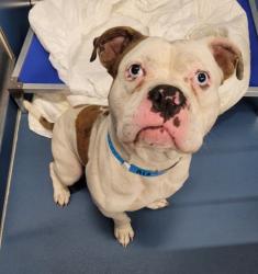 Shelter Stray Male Dog last seen Near BLOCK HASSE ST, DETROIT MI 48234, 7401 Chrysler Dr, Detroit, MI 48211, USA