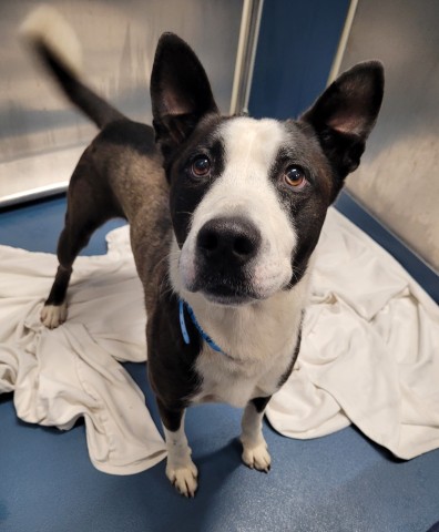 Shelter Stray Male Dog last seen Near BLOCK E 7 MILE RD, DETROIT MI 48205, 7401 Chrysler Dr, Detroit, MI 48211, USA
