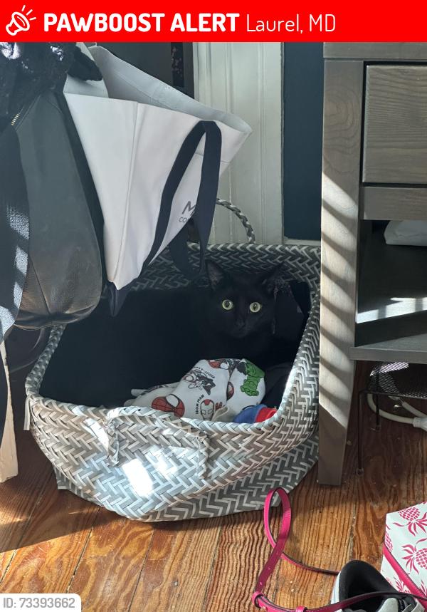 Lost Female Cat last seen 4th street and Montgomery, Laurel, MD 20707