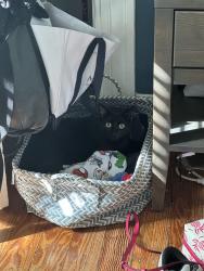 Lost Female Cat last seen 4th street and Montgomery, Laurel, MD 20707