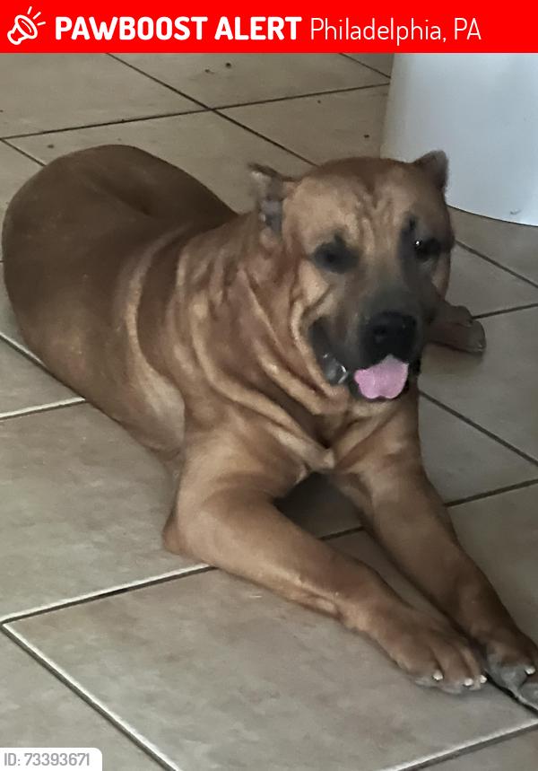 Lost Male Dog last seen 13th Pl. in baseline, Philadelphia, PA 19112