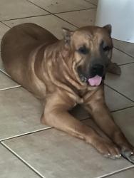 Lost Male Dog last seen 13th Pl. in baseline, Philadelphia, PA 19112