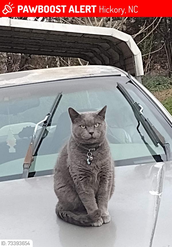 Lost Male Cat last seen Not sure of religion but yellow roof temple and gas station subway combo, Hickory, NC 28602