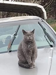 Lost Male Cat last seen Not sure of religion but yellow roof temple and gas station subway combo, Hickory, NC 28602
