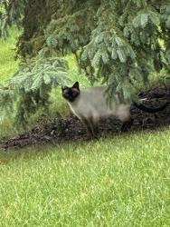 Found/Stray Unknown Cat last seen Garland Lane N, Maple Grove, MN 55311