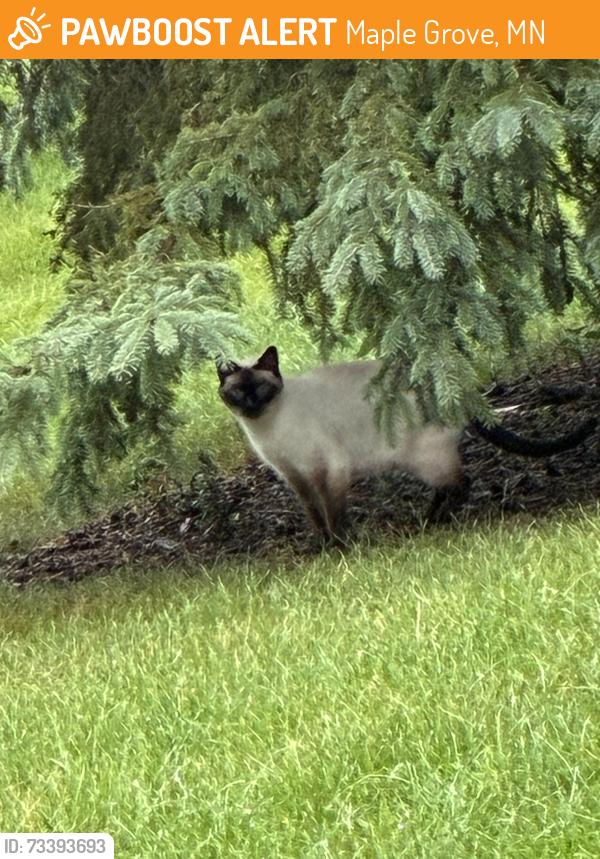 Found/Stray Unknown Cat last seen Garland Lane N, Maple Grove, MN 55311