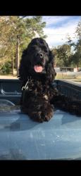 Reunited Male Dog last seen becker st, Channelview, TX 77530
