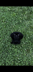 Reunited Female Dog last seen Prarie elemtary school, Sacramento, CA 95823