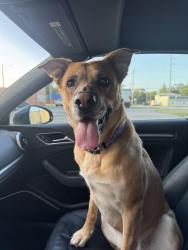 Found/Stray Female Dog last seen Douglas and West st, Wichita, KS 67203