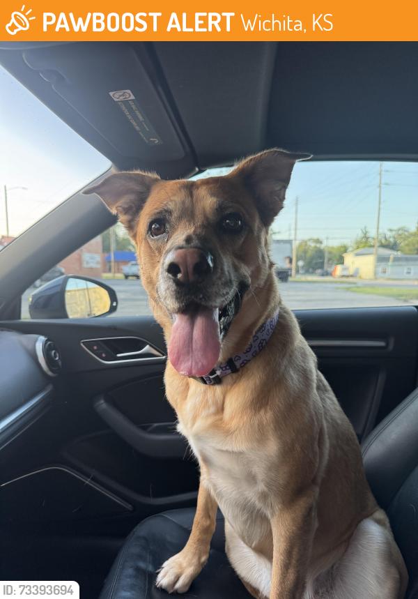 Found/Stray Female Dog last seen Douglas and West st, Wichita, KS 67203