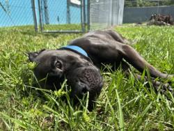 Shelter Stray Male Dog last seen Near 23rd Pl SW, IRC AC, FL, 6230 77th St, Vero Beach, FL 32967, USA
